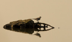 Młoda siwa 1  